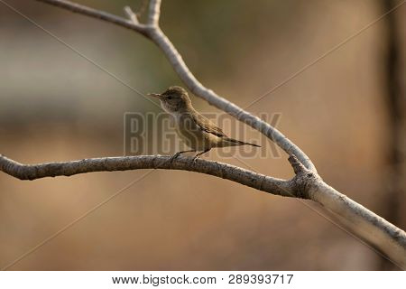 Blyths Reed Warbler, Acrocephalus Dumetorum, Sinhagad Valley In Pune District, Maharashtra, India