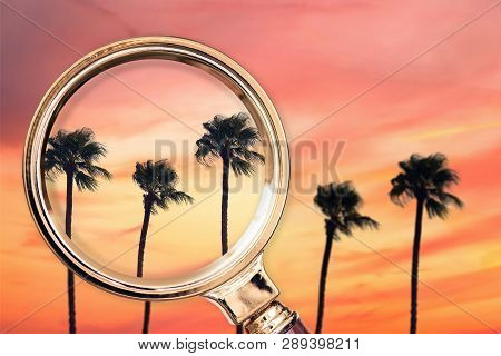 Palm Tree In The Magnifying Glass. Summer Concept