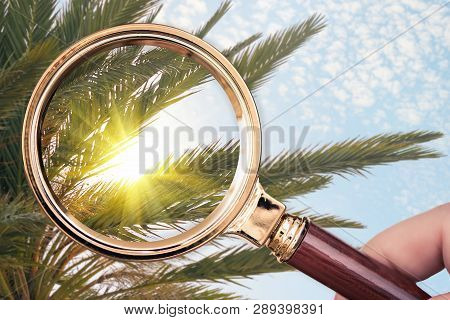 Palm Tree In The Magnifying Glass. Summer Concept