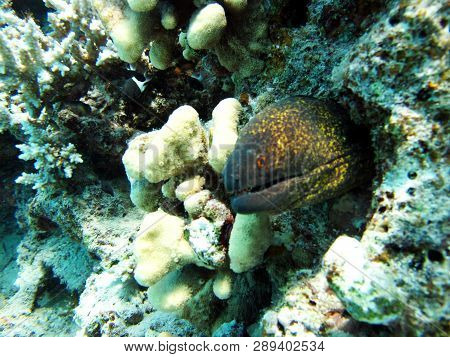 Muraen Fish In The Red Sea. Muraena - Large Serpentine Fish. Small Eyes, Constantly Open Mouth, Shar