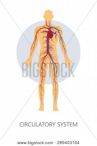 Circulatory System Isolated Human Anatomy Veins And Vessels