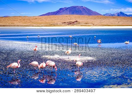 Beautiful flamingos at sunshine lagoon in mountanious Bolivia