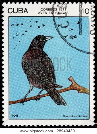 Luga, Russia - February 17, 2019: A Stamp Printed By Cuba Shows Cuban Blackbird - A Species Of Bird 