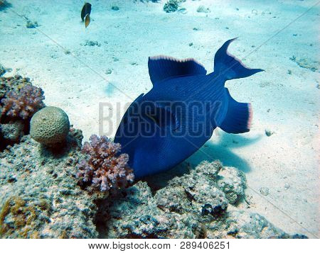 The Triggerfish Is A Beautiful Fish With An Unusual Body Structure. The Fish Of The Triggerfish Are 