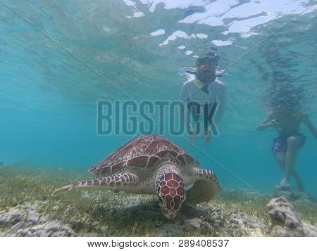 People On Vacations Wearing Snokeling Masks Swimming With Sea Turtle In Turquoise Blue Water Of Gili