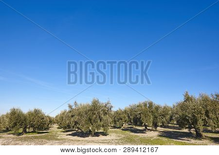 Olive Tree Fields In Andalusia. Spanish Agricultural Harvest Landscape. Spain