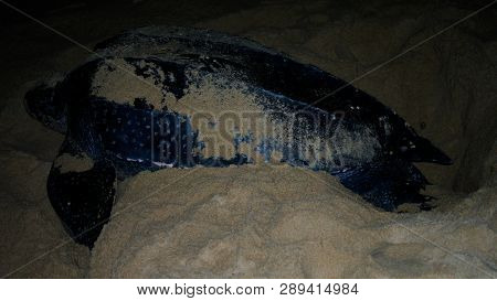 Night Portrait Of Leatherback Sea Turtle Aka Dermochelys Coriacea Or Luth At The Shore For Egg Layin