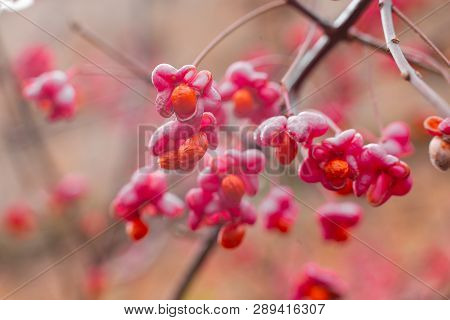 Deciduous Shrub, Pink Flowers With Orange Seeds Of Euonymus Europaeus Or Spindle. Celastraceae
