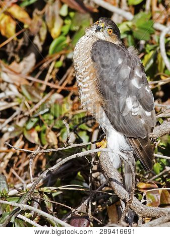 A Sharp-shinned Hawk Sitting In The Brush
