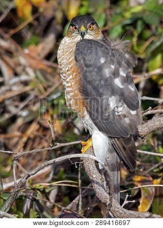 A Sharp-shinned Hawk Sitting In The Brush