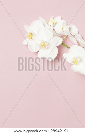 Beautiful White Phalaenopsis Orchid Flowers On Pastel Pink Background Top View Flat Lay. Tropical Fl