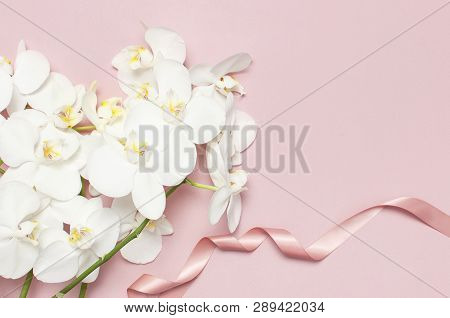 Beautiful White Phalaenopsis Orchid Flowers On Pastel Pink Background Top View Flat Lay. Tropical Fl