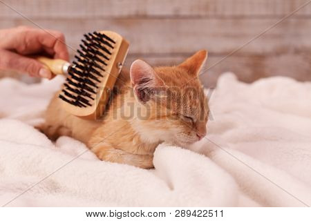 Kitten enjoy brushing lying on a soft blanket and let the owner use a special brush - close up