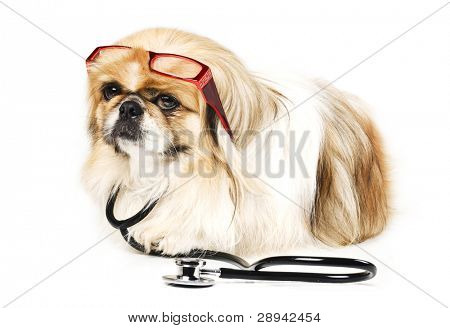 Cão pequinês e spaniel japonês com um médico estetoscópio e vermelho leitura sobre um fundo branco com espaço f