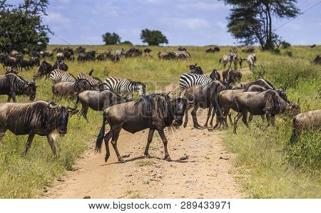 Wilderbeast And Zebras Cross A Dirt Track Several Looking At What May Be Coming Towards Them.