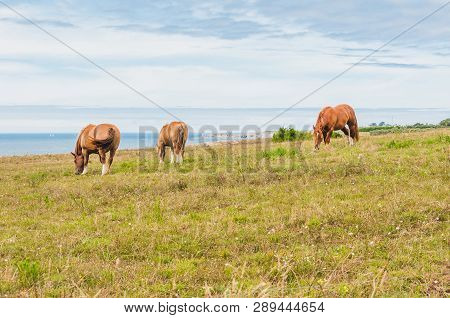 Horse Grazing Grass At Pointe Saint-mathieu In Plougonvelin In Finistere
