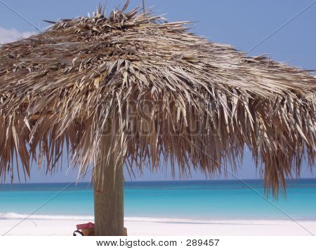 Palm Regenschirm