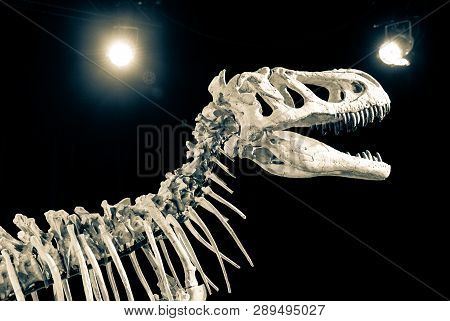 Dinosaur Skull - Taubosaurus Bataar On Black Background