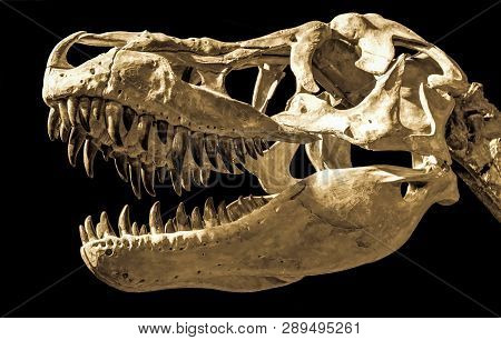 Dinosaur Fossil. Head Of Taubosaurus Bataar On Black Background.