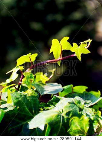 Hedera, Commonly Called Ivy, Is A Genus Of The Family Araliaceae.