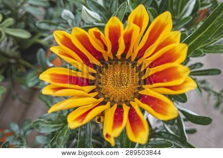 Garzania Flower In Bloom In The Garden In Spring