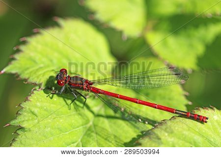 Large Red Damselfly Perched On A Leaf