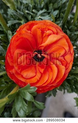 Orange Peonia Flower In Bloom In Spring
