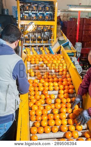 The Working Of Citrus Fruits