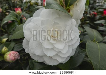 White Peonia Flower In Bloom In Spring