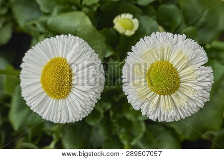 Bellis Perennis Daisy Pomponette Flower