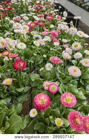 Bellis Perennis Daisy Pomponette Flower