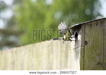 A Blue Tit Returns To The Nest Box With A Caught Insect For Young Hatchlings. The Nest Box Is Mounte