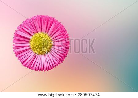Bellis Perennis Daisy Pomponette Flower On Texture
