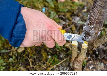 A Woman Gardener Cuts A Clip Of Wood For Vaccination With A Sharp Knife