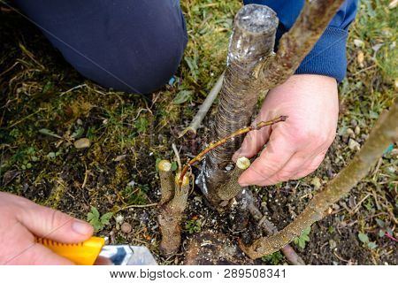 A Woman Makes A Fruit Tree In The Garden And Attaches A Young Twig