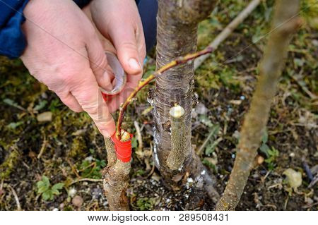Woman Wraps A Graft Tree With An Insulating Tape In The Garden To Detain The Damp In It In Close-up