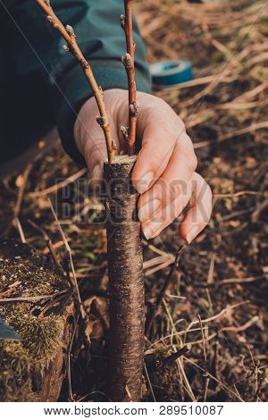 A Woman Makes A Fruit Tree In The Garden And Attaches A Young Twig