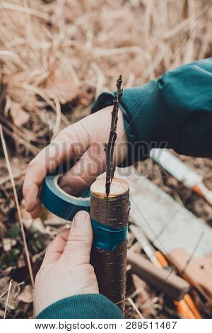 Woman Wraps A Graft Tree With An Insulating Tape In The Garden To Detain The Damp In It In Close-up