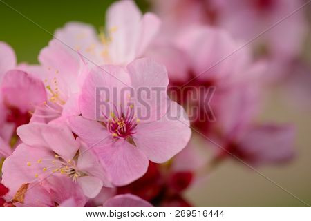 Close Up Of Cherry Blossom In Bloom