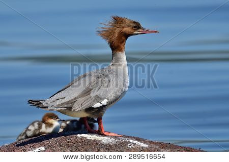 Portrait Of A Common Merganser (mergus Merganser) Duck Standing On A Rock With Ducklings In Lake Win