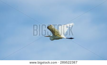 Great White Heron, Great Egret Or Ardea Alba Portrait In Flight Against Sky, Selective Focus, Shallo