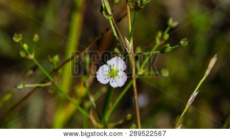 Flower Of European Water-plantain Or Alisma Plantago-aquatica Close-up, Selective Focus, Shallow Dof