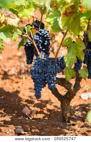 Branch Of The Primitivo Di Manduria Grape, Organic Vineyard In Salento, Natural Conditions, Puglia, 