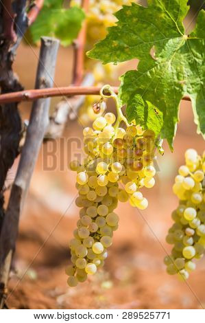 Sweet And Tasty White Grape Bunch, From The Vineyard In Manduria In A Summer Sunny Day, Salento, Ita