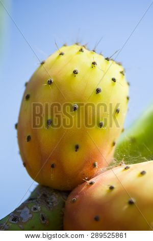 Close-up Of Prickly Pear Cactus Colorful Fresh Ripe Whole Fruits On A Brunch. Opuntia Fichi Dindia. 