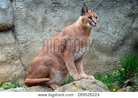 Adult Wild Caracal Caracal Caracal Or African Lynx