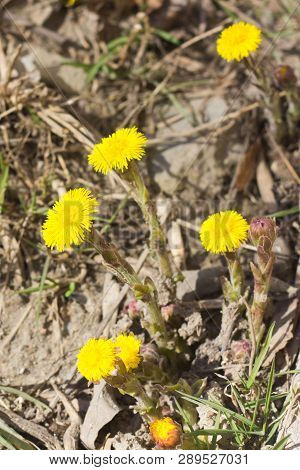 Yellow Flower Mother And Stepmother In The Grass. The First Spring Flowers. Yellow Spring Flowers
