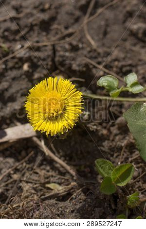 Yellow Flower Mother And Stepmother In The Grass. The First Spring Flowers. Yellow Spring Flowers