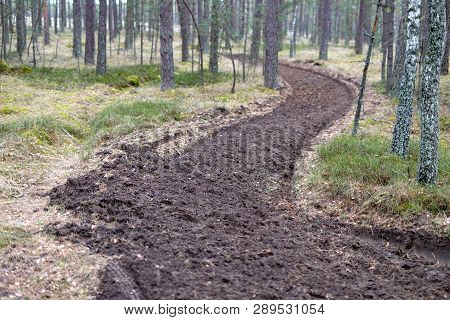 A Strip Of Freshly Plowed Land In The Forest. A Place To Prevent Fires In The Forest.