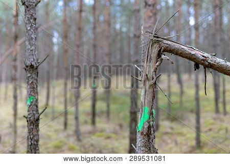 Marking Of Trees In The Young Forest To Be Cut. Forestry In An Unagainable Forest Stand.